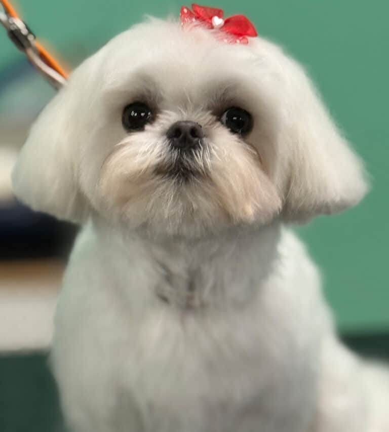 Freshly groomed dog