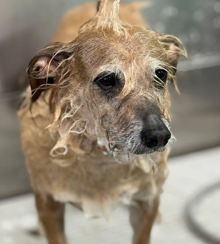 Dog getting a bath with shampoo
