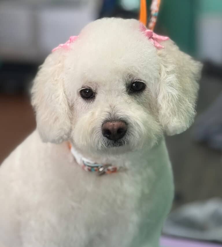 Freshly groomed dog