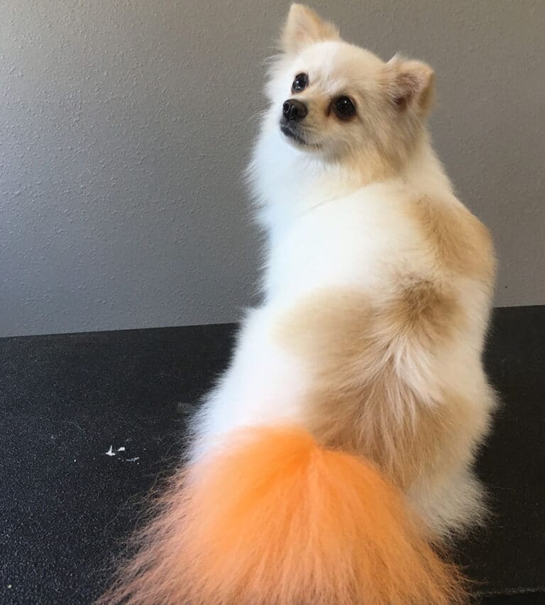 Freshly groomed dog with an orange tail