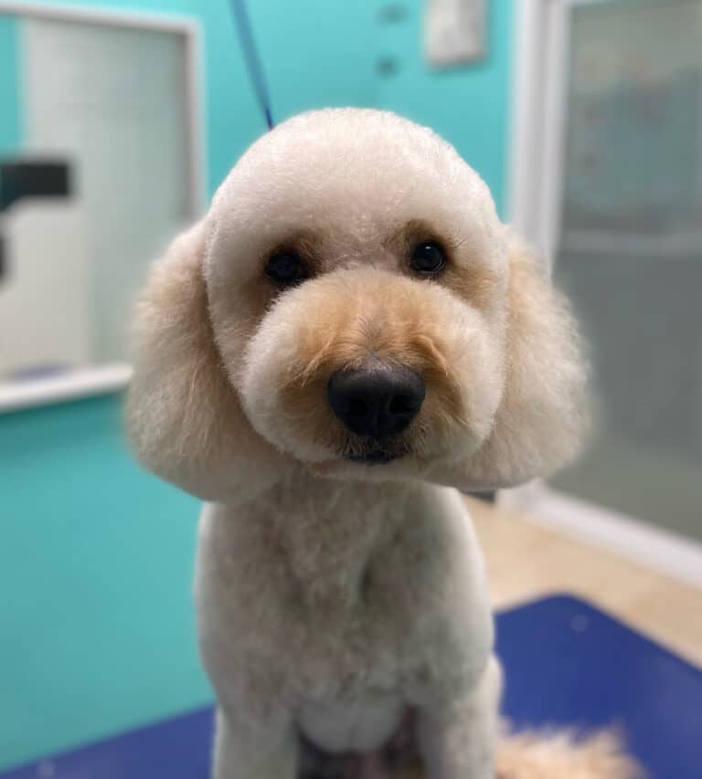 Freshly groomed dog