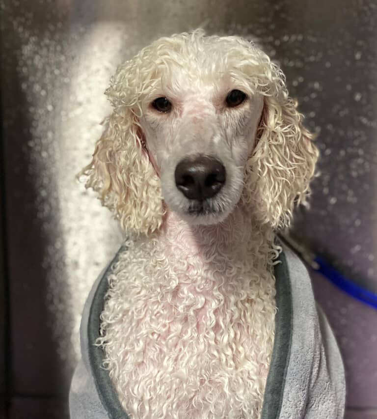 Dog after getting a bath