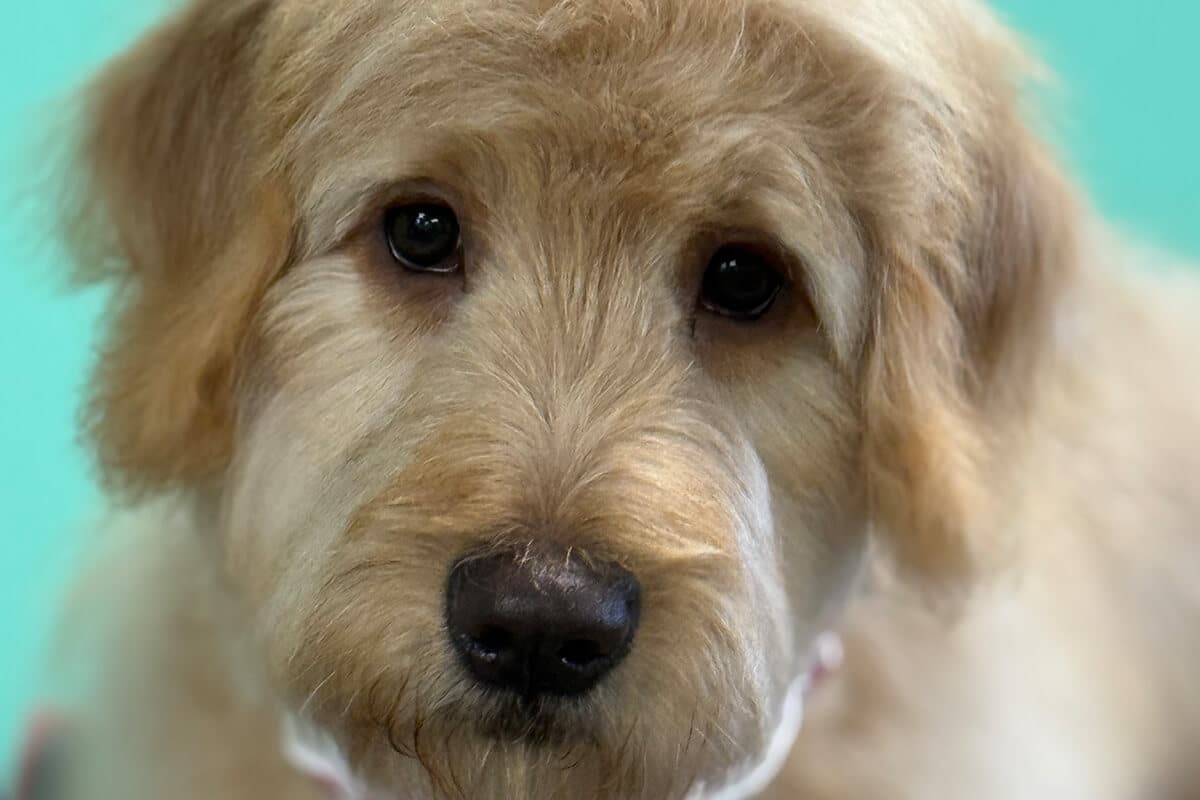 white dog